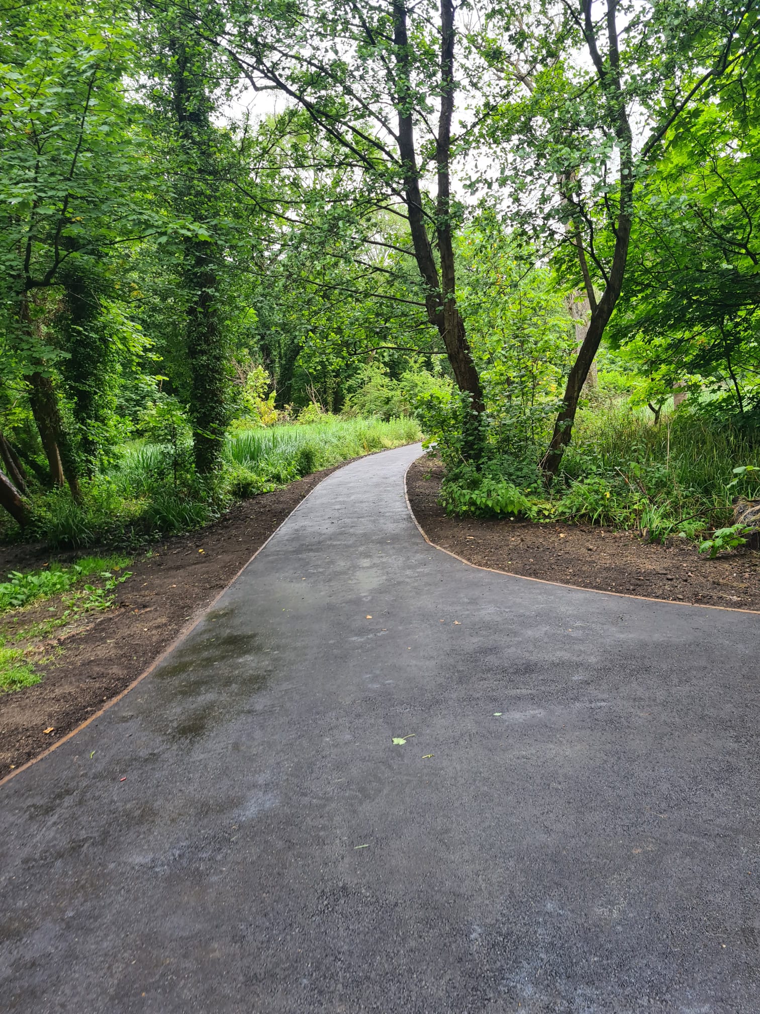 Curved woodland pathway